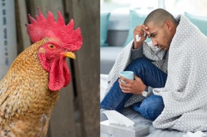 The danger of bird flu mixing with human flu? A potential pandemic